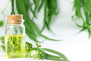 Lavender and Aloe Massage Oil